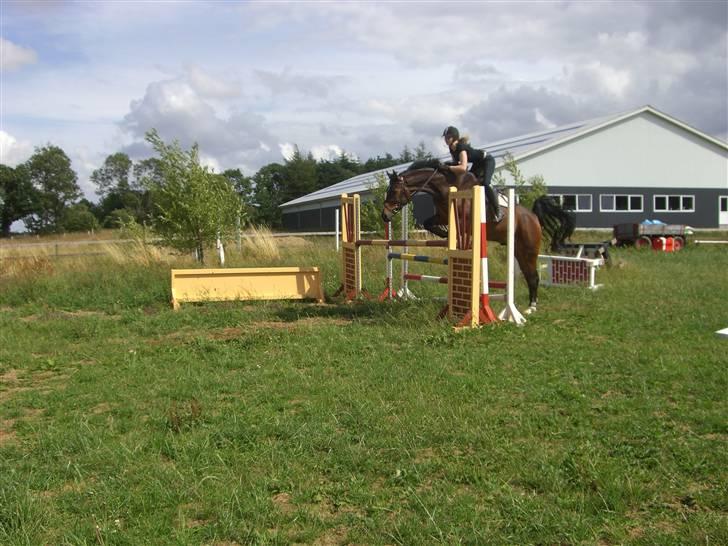 Dansk Varmblod Nørringholms LakostaSOLGT billede 18