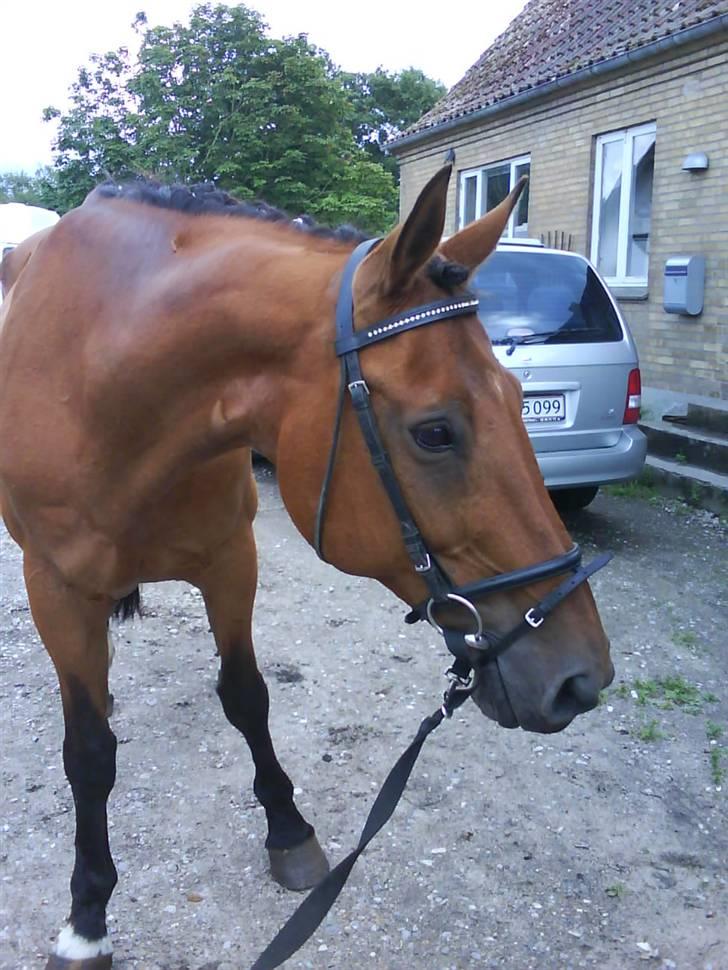 Dansk Varmblod Rona [R.I.P] - Model billede 3