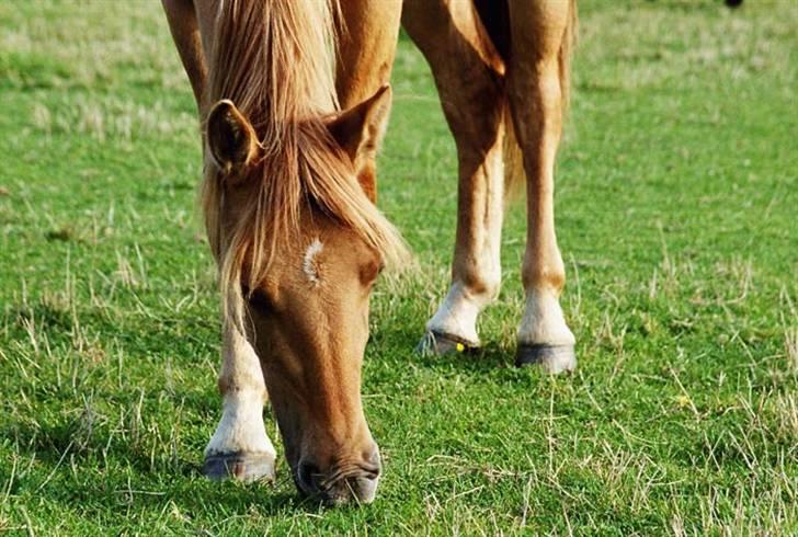 Anden særlig race Dreamhorse's Caf'e Creamy  - På folden  billede 4