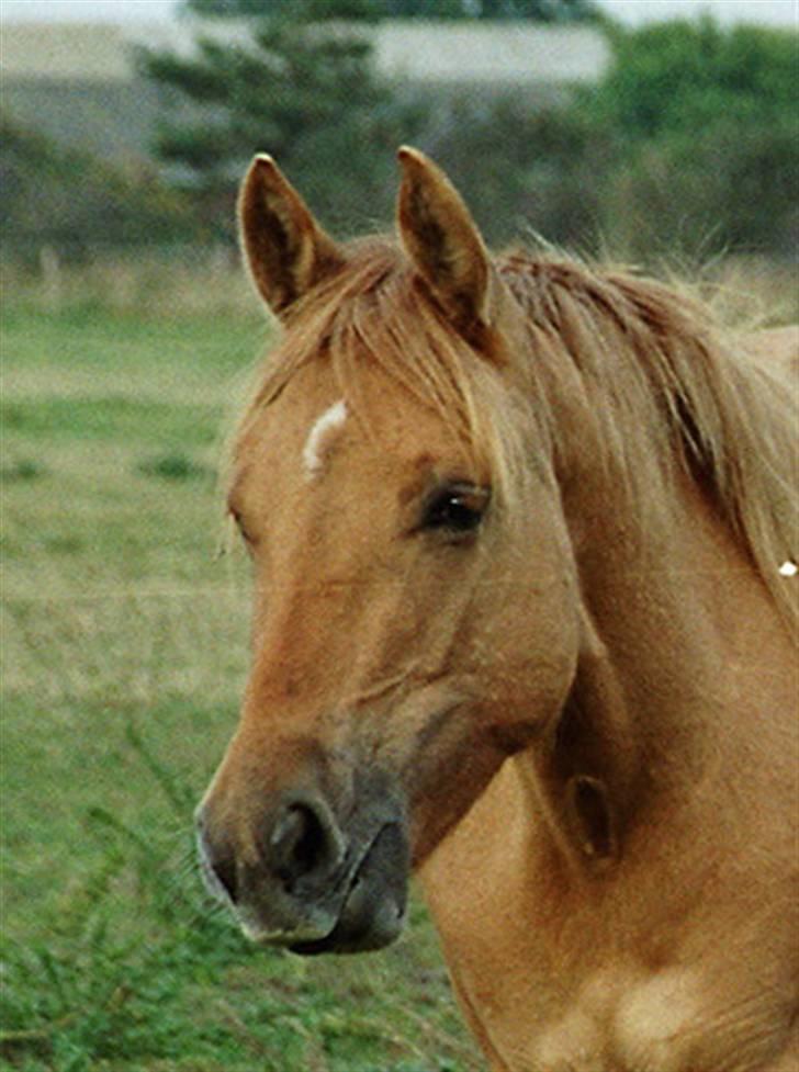 Anden særlig race Dreamhorse's Caf'e Creamy  - Creamy på folden billede 5