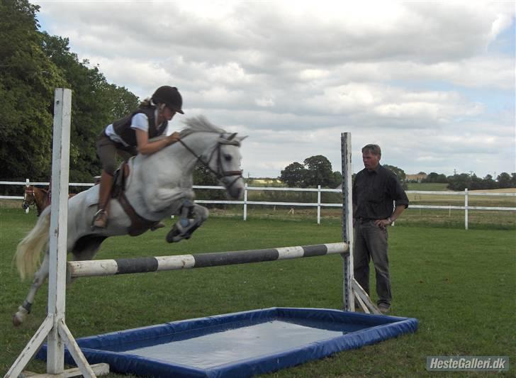 Anden særlig race Rævhalegårds Snowstar - Ja Ja Springe der er så let. billede 12