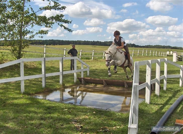 Anden særlig race Rævhalegårds Snowstar - Hoppper let over vandgrav på 3 m. billede 13