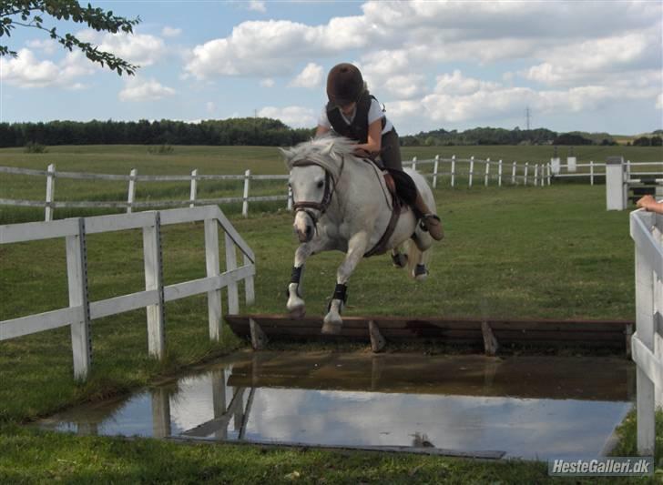 Anden særlig race Rævhalegårds Snowstar - Vandgrav igen. billede 14