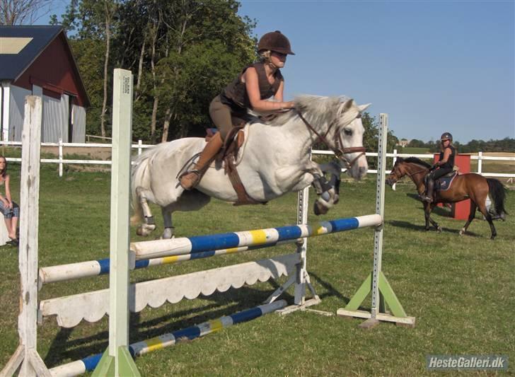 Anden særlig race Rævhalegårds Snowstar - hoppe skal jeg. men måske ikke så stort.? billede 16