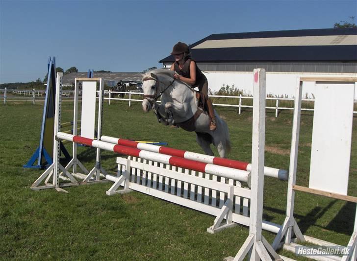 Anden særlig race Rævhalegårds Snowstar - Jeg vil ikke slå mig.! billede 17