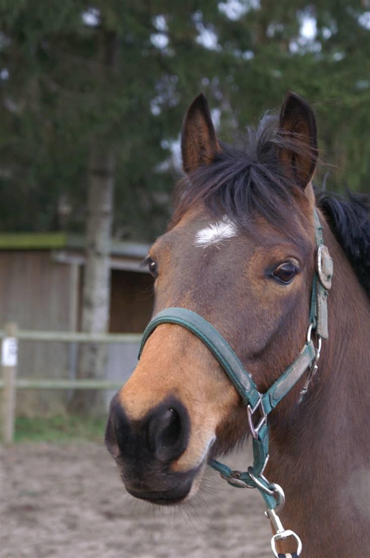 DSP Gloria Søblink -  :) billede 16