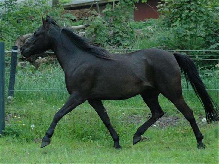 DSP Starhorse Fatima - Foto: Jani Pedersen ,JP Foto billede 2