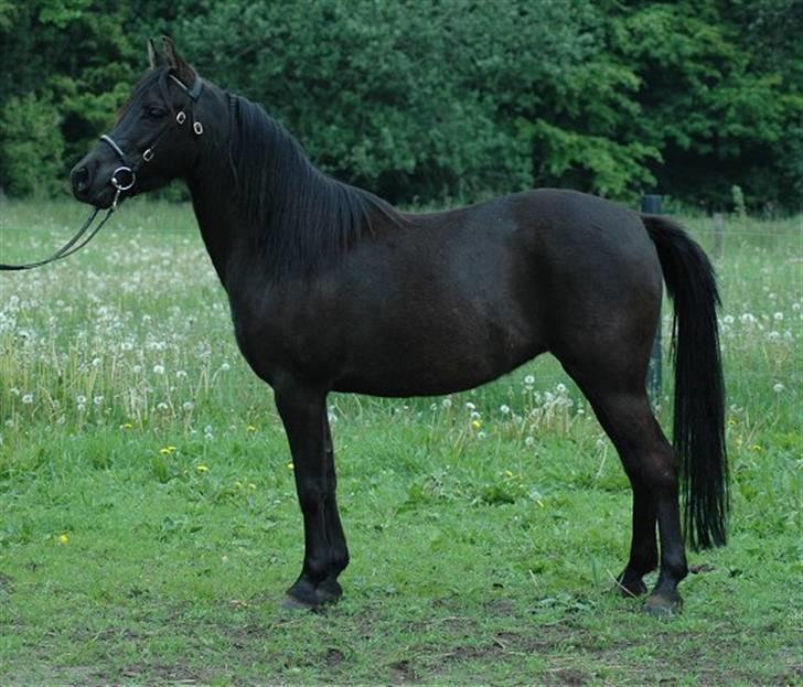 DSP Starhorse Fatima - Foto: Jani Pedersen ,JP Foto billede 4