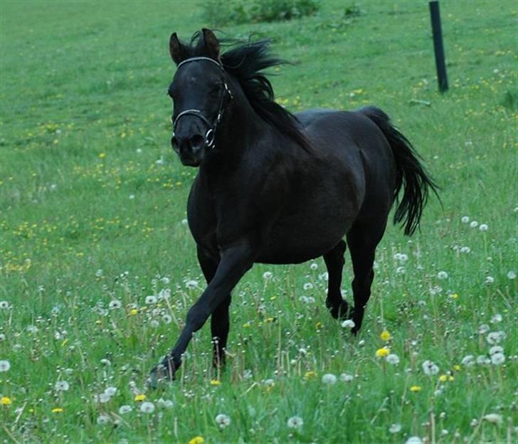 DSP Starhorse Fatima - Foto: Jani Pedersen ,JP Foto billede 5