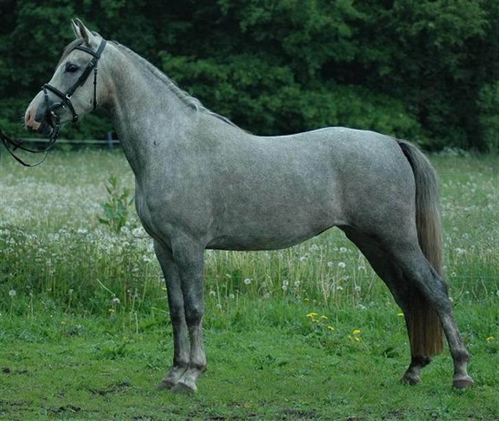 DSP Starhorse Fahdia  - SOLGT - Foto: Jani Pedersen ,JP Foto billede 3
