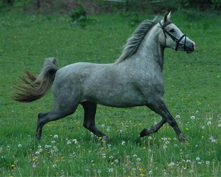 DSP Starhorse Fahdia  - SOLGT - Foto: Jani Pedersen ,JP Foto billede 4
