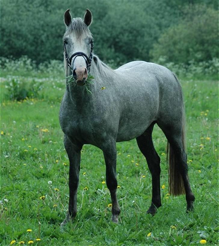 DSP Starhorse Fahdia  - SOLGT - Foto: Jani Pedersen ,JP Foto billede 5
