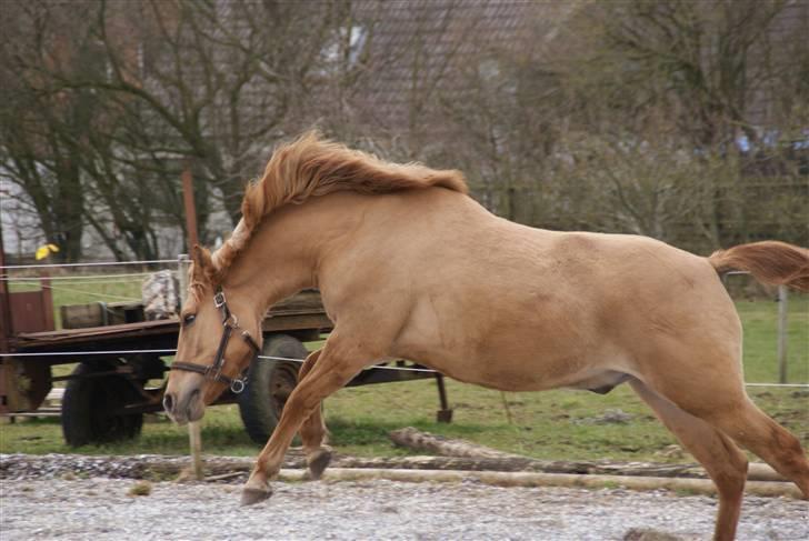 Anden særlig race Silas - neej, hvor er det sjovt !!! billede 10