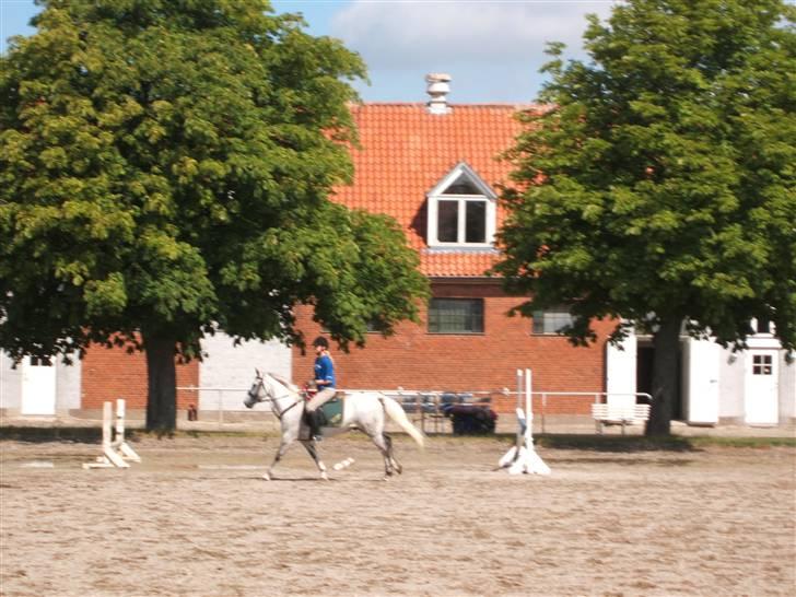 Anden særlig race Napoleon rideskole!SOLGT  - Lidt gallop (: billede 9