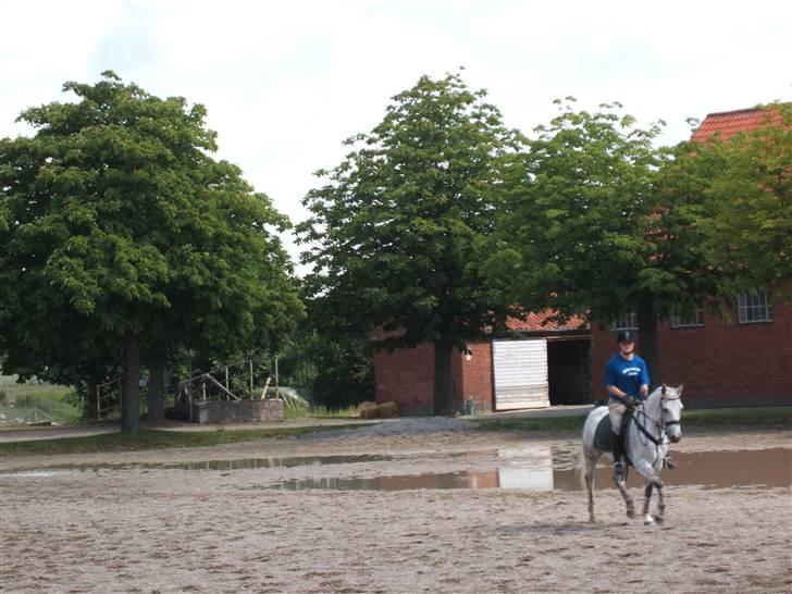 Anden særlig race Napoleon rideskole!SOLGT  - Lidt trav <3 Jeg elsker dig basse <3 billede 10