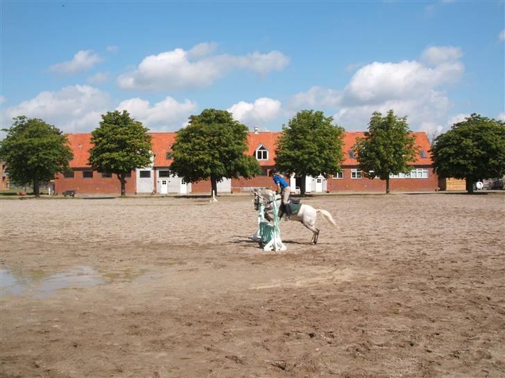 Anden særlig race Napoleon rideskole!SOLGT  - Vi springer Flower Power springet ude på ridebanen(: Ved ikke helt hvor højt det er ;b billede 11