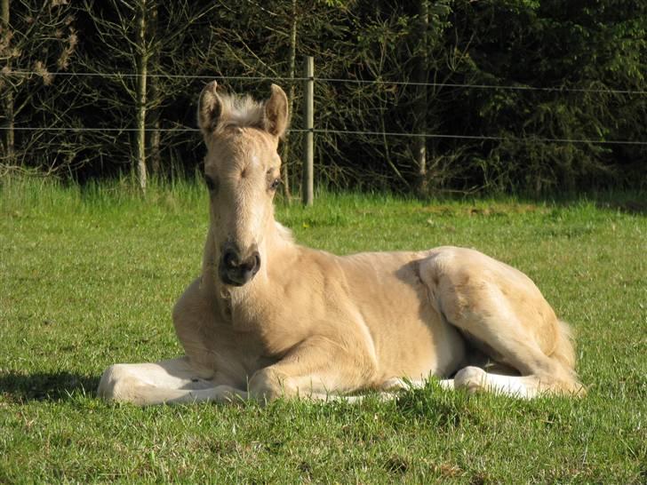 Palomino Kvolsbæk's Diamond Dream  billede 9