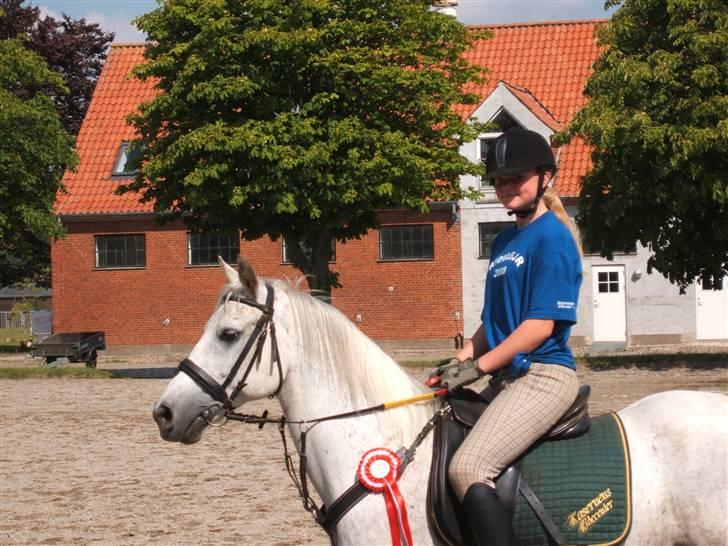 Anden særlig race Napoleon rideskole!SOLGT  - Vandt en førsteplads i springning (: billede 12