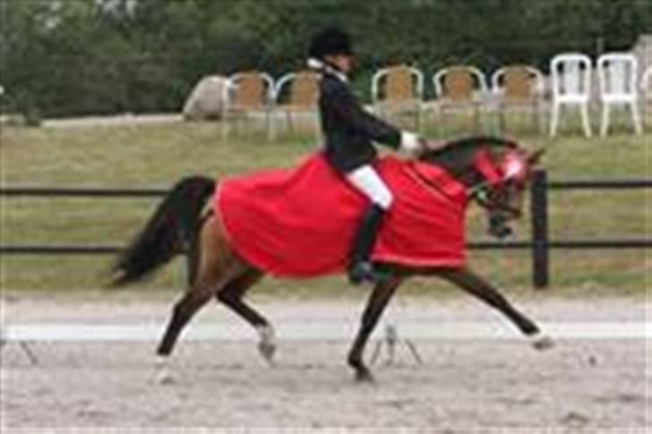 Anden særlig race Mitsy !Solgt! - Distriktsmesterskab billede 5