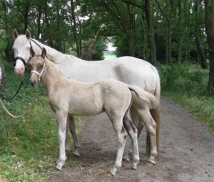 Palomino Kvolsbæk's Diamond Dream  billede 10