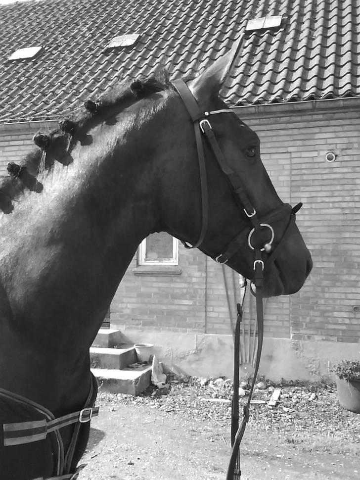 Dansk Varmblod Grønvangs Trigger |Trigs| - Smuk | Taget af mig/Grønvang billede 41