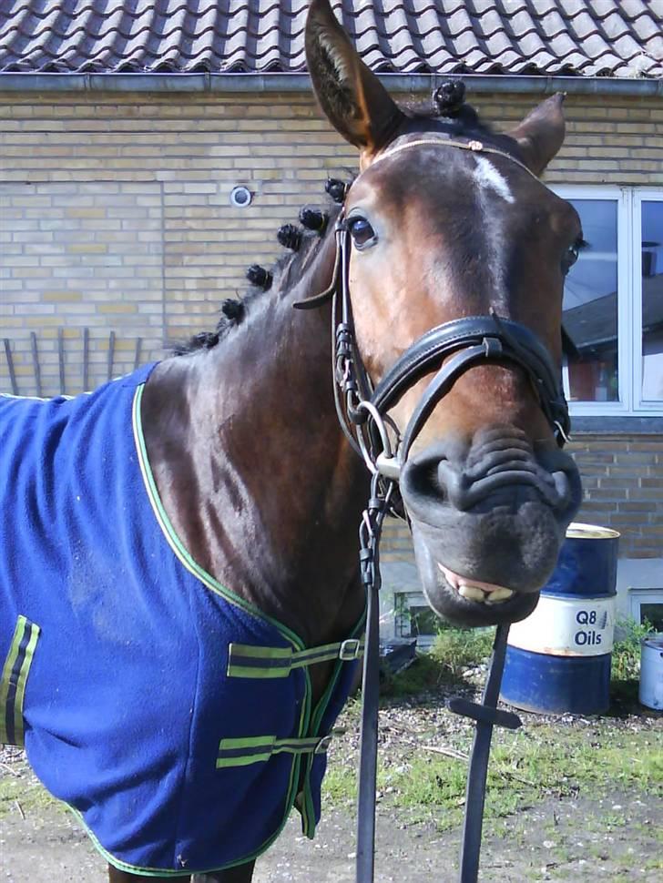 Dansk Varmblod Grønvangs Trigger |Trigs| - Sig appelsin | Taget af mig/Grønvang billede 28