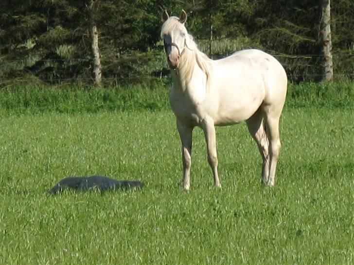 Palomino Kvolsbæk's Creamy Queen billede 8