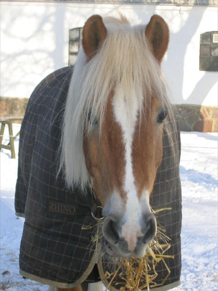 Tyroler Haflinger Story - Vinter 09/10 billede 11