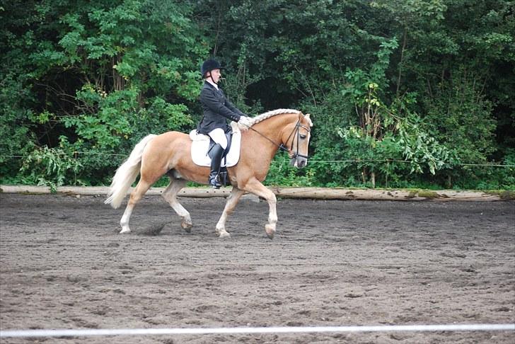 Tyroler Haflinger Story - Story og jeg. PRC 12.09.10. 1. plads i LA1. Foto: Jannik Gormsen billede 15