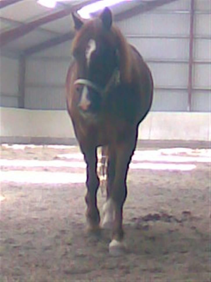 New Forest Igor billede 1