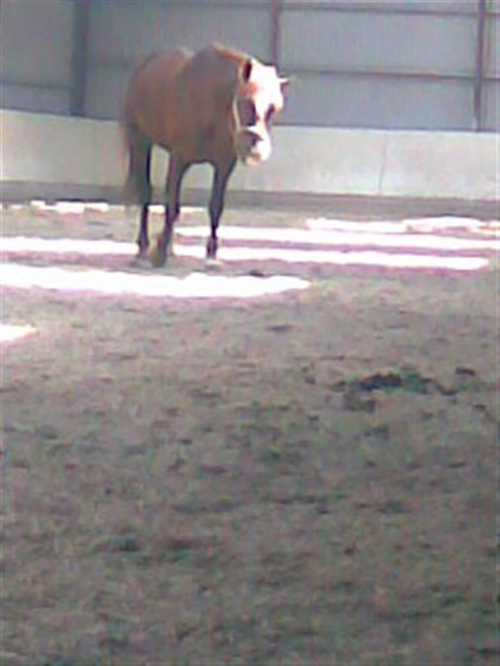 New Forest Igor billede 2