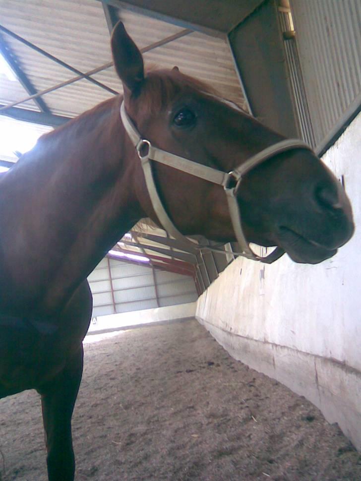 New Forest Igor billede 3