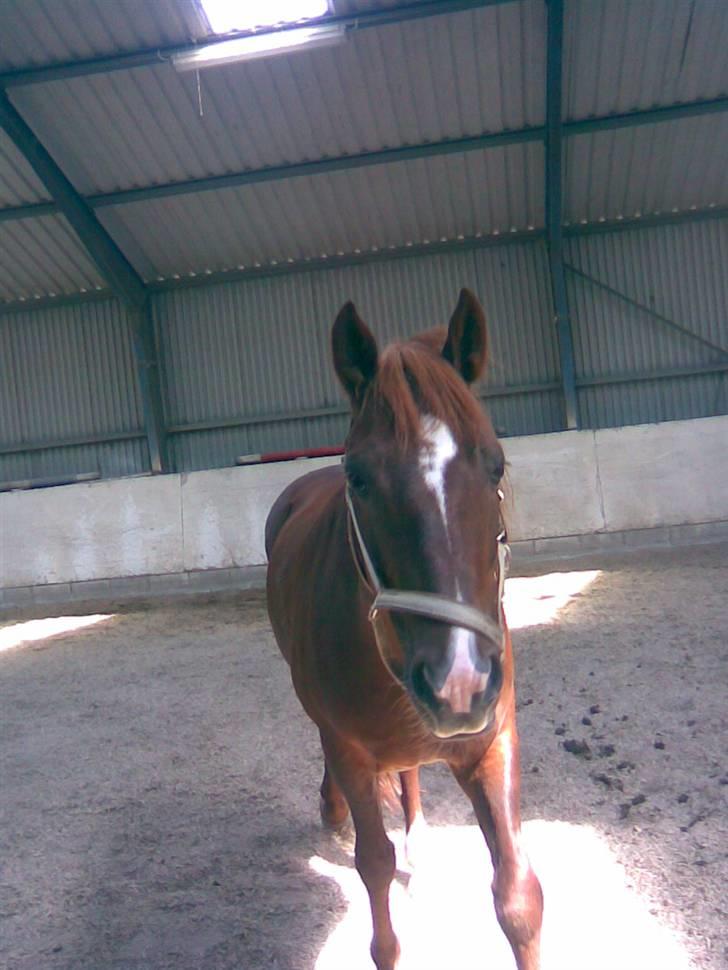 New Forest Igor billede 4