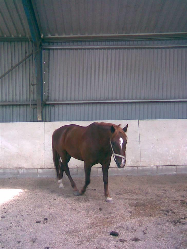 New Forest Igor billede 5