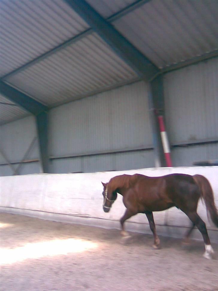 New Forest Igor billede 6