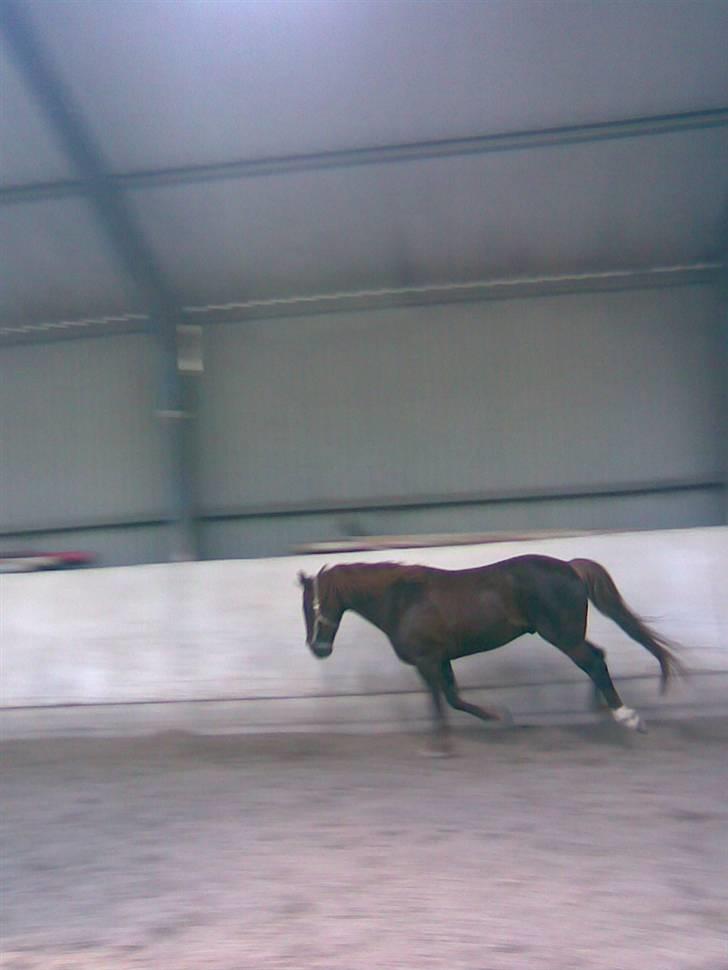 New Forest Igor billede 7