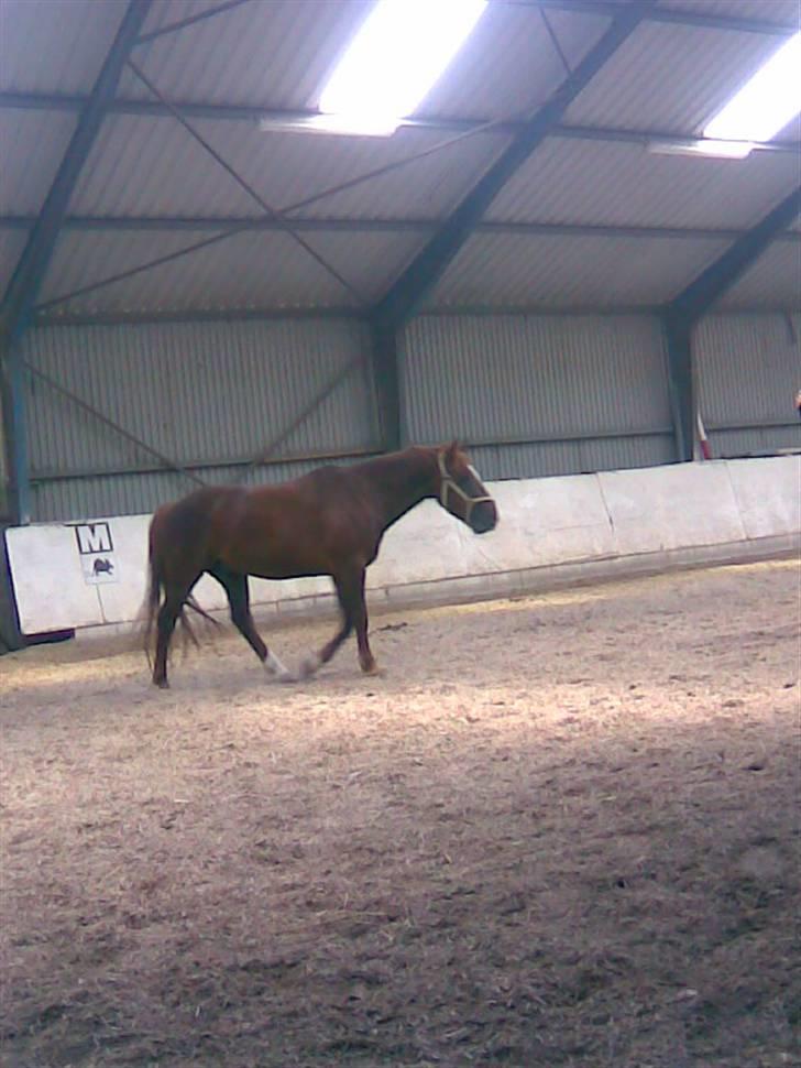 New Forest Igor billede 8