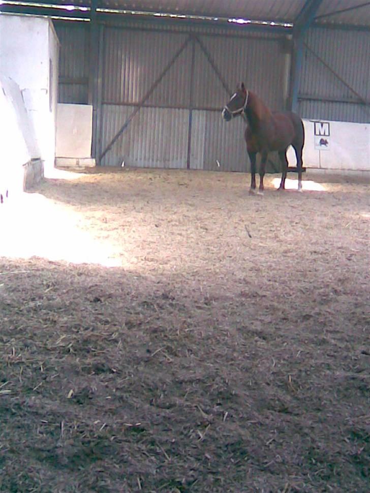 New Forest Igor billede 9