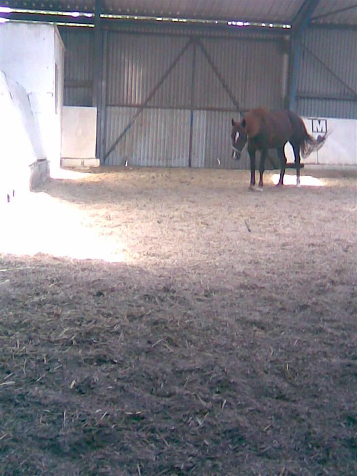 New Forest Igor billede 10