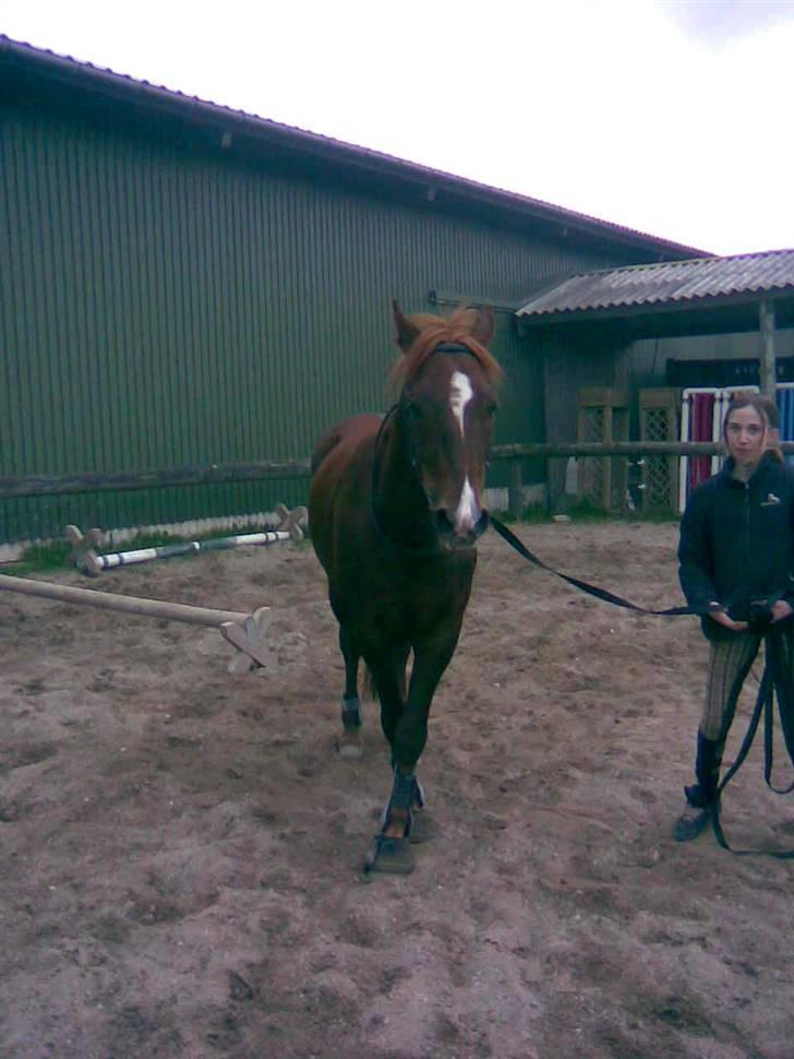 New Forest Igor billede 11