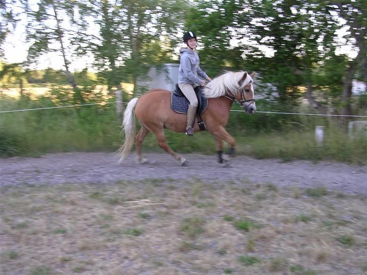 Haflinger starut. - starut til træning. INGEN AF MINE BILLEDER MÅ BRUGES PÅ ANDRE SIDER ELLER KOPIERES ! billede 16
