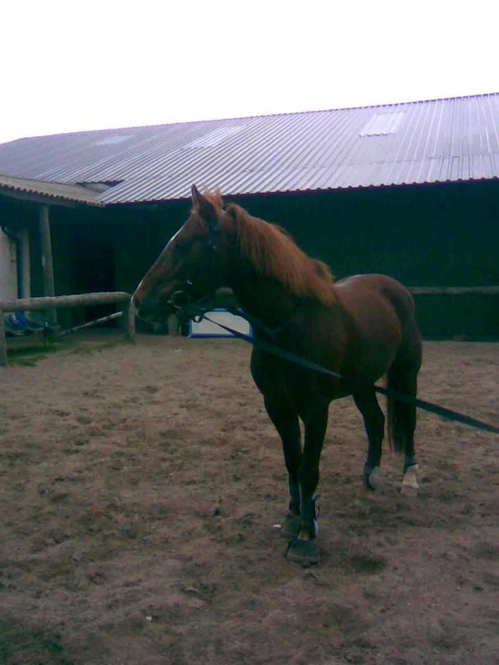 New Forest Igor billede 12