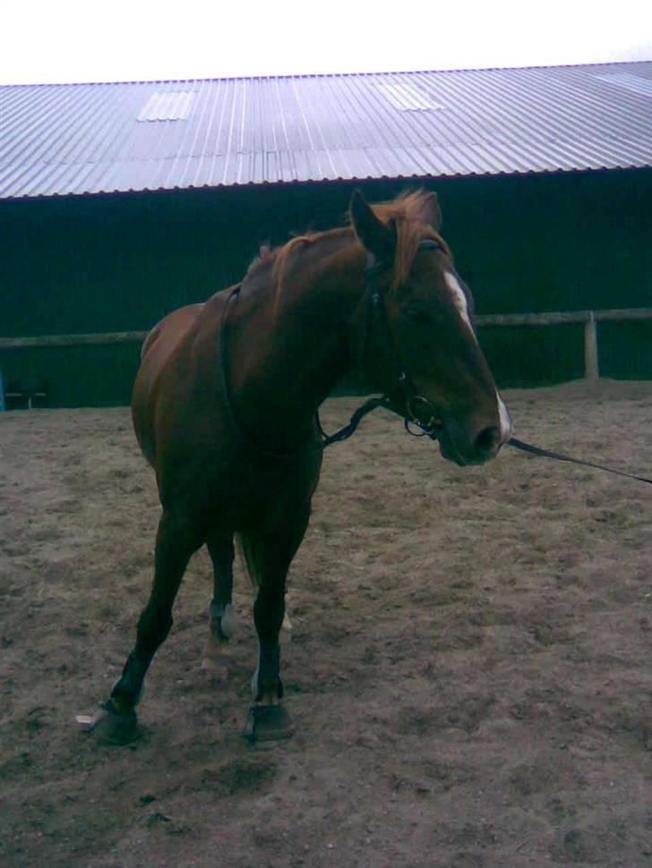 New Forest Igor billede 13