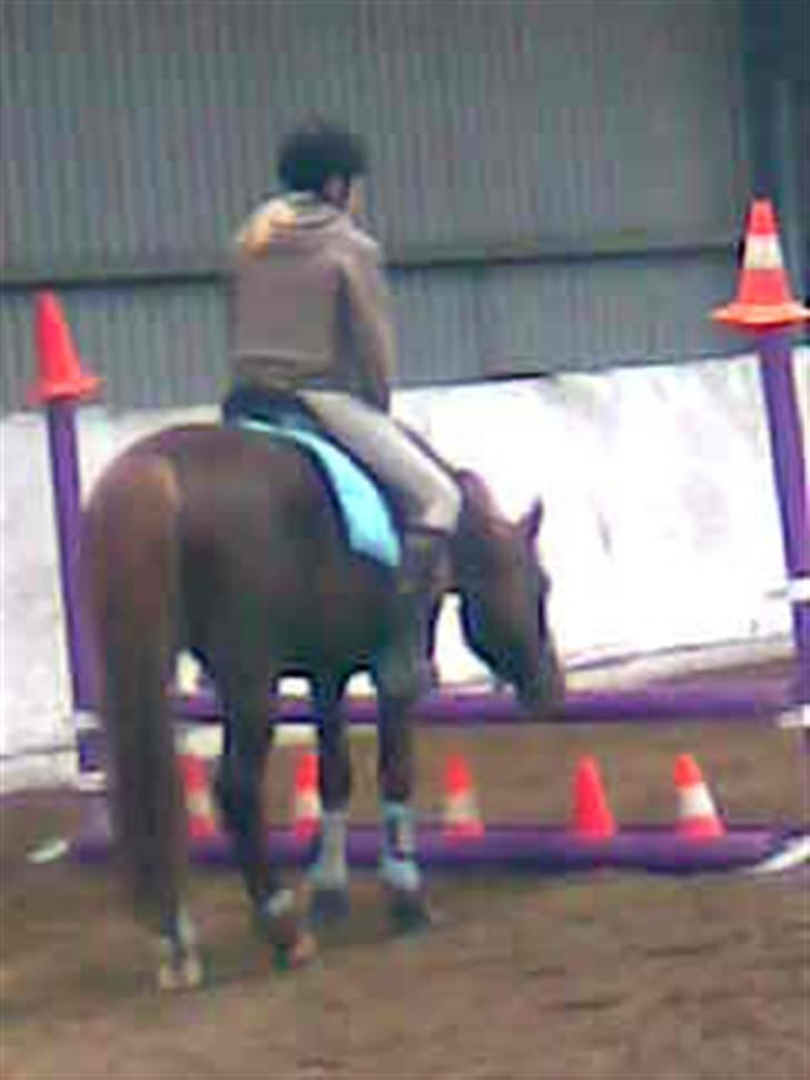 New Forest Igor billede 14