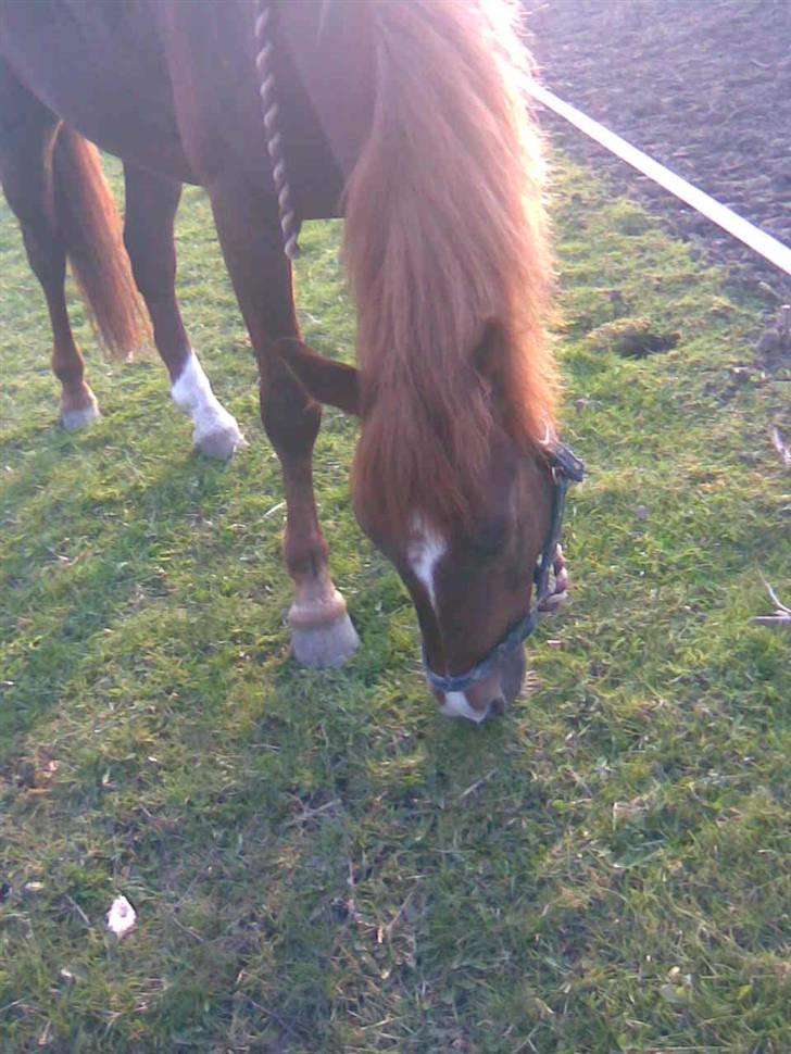 New Forest Igor billede 15