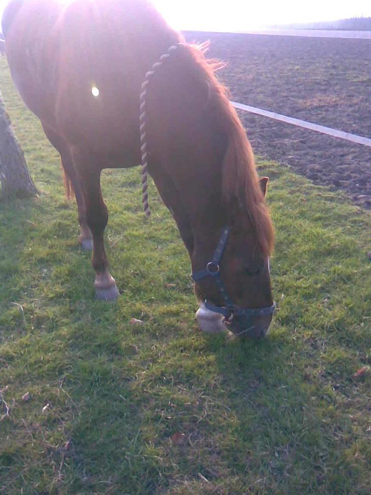 New Forest Igor billede 16