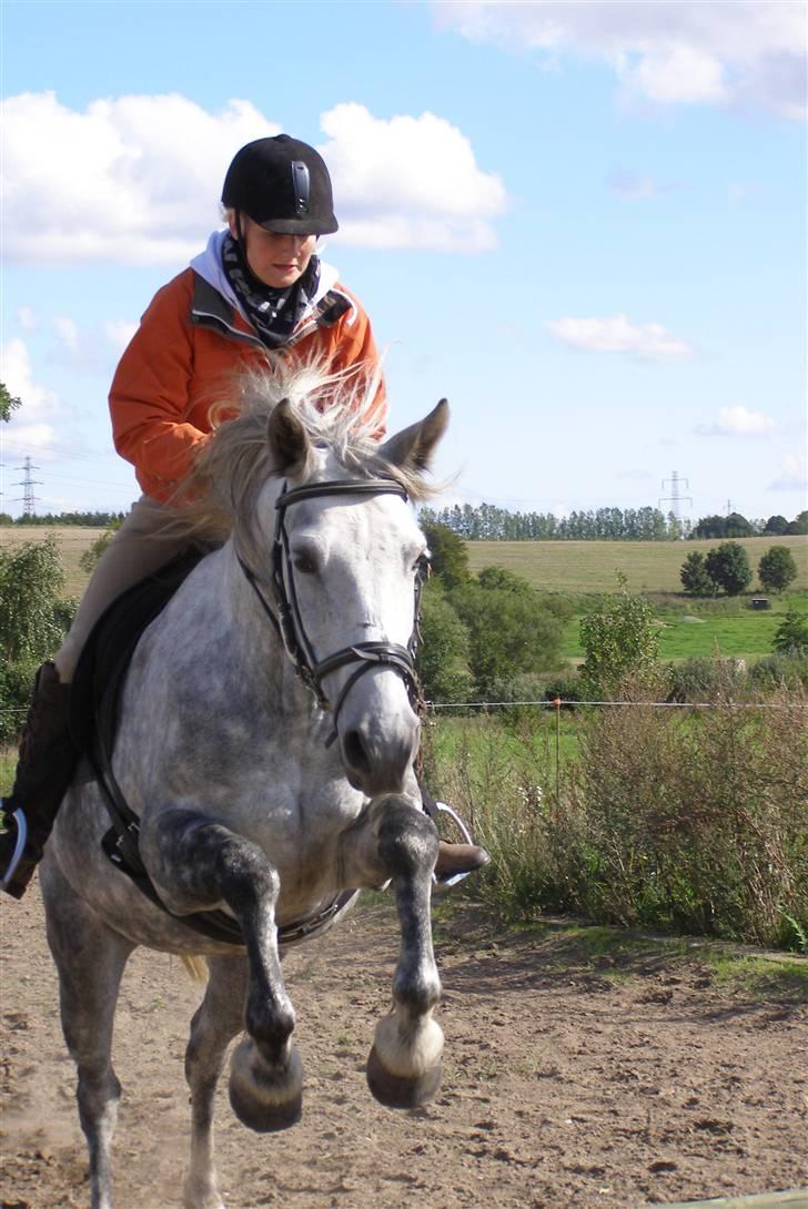 Cruzado Tira billede 10