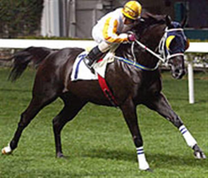 Fuldblod (XX) De Integro*solgt* - Drengen i Hong Kong. billede 19