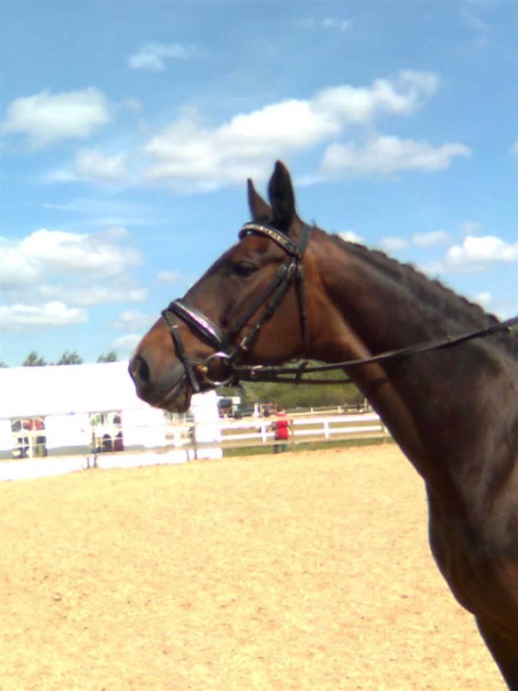 Anden særlig race Liberty billede 6