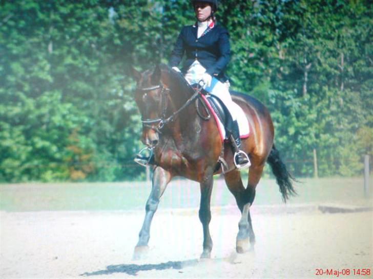 Anden særlig race Liberty billede 7